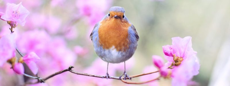 bird in trees - march newsletter