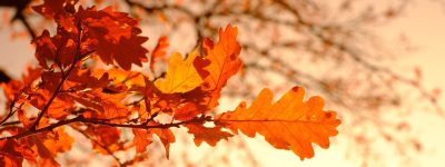 oak-leaves-3851313_1920